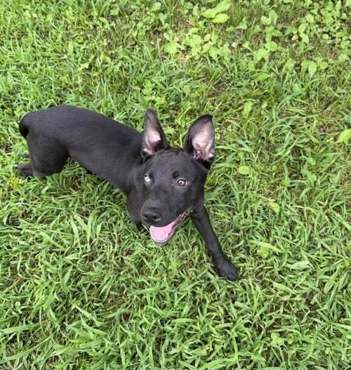 HAZEL - Pit Bull Terrier / Labrador Retriever available for adoption