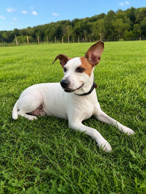 MARYLAND (F) - Pit Bull Terrier available for adoption