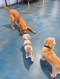 Heidi - Photo 3