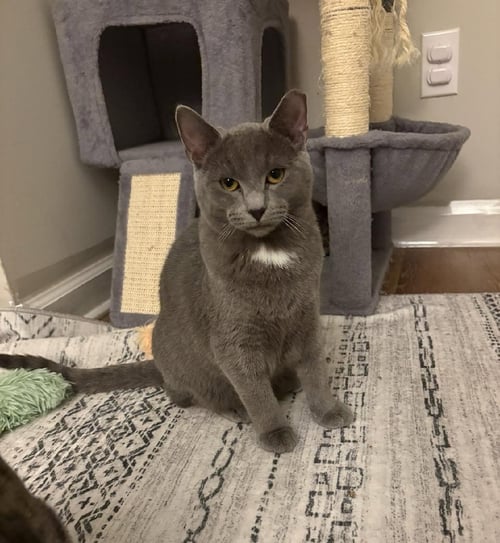 TACO BELL - Russian Blue / Domestic Short Hair available for adoption