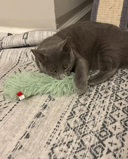 TACO BELL - Russian Blue / Domestic Short Hair available for adoption