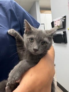 ALVIN - Russian Blue / Domestic Short Hair available for adoption