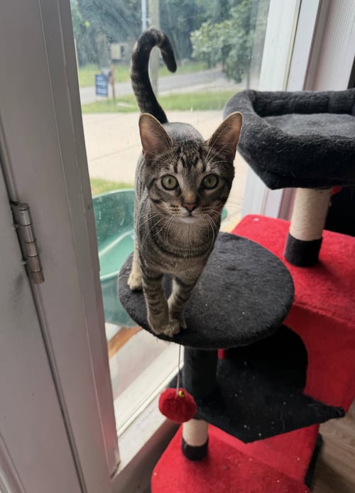 THYME - Domestic Short Hair available for adoption