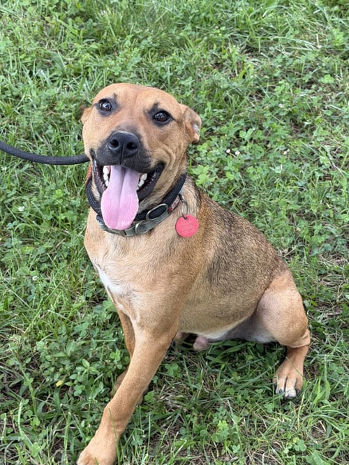 ANDERSON ALABAMA (M) - Shepherd available for adoption