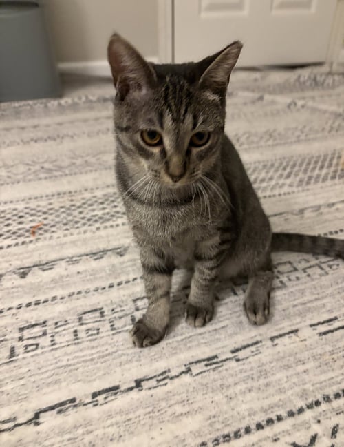 DAIRY QUEEN - Domestic Short Hair available for adoption