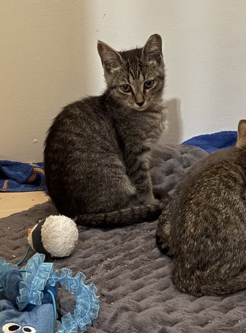 DAIRY QUEEN - Domestic Short Hair available for adoption