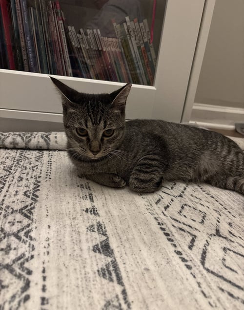 DAIRY QUEEN - Domestic Short Hair available for adoption
