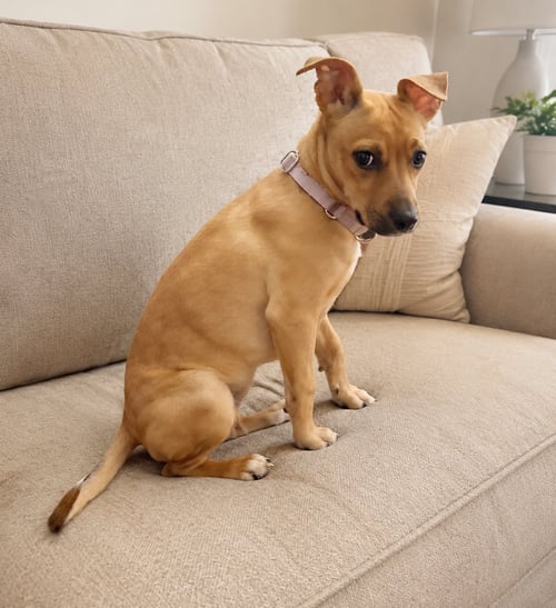 RORIE (F) - Boxer available for adoption