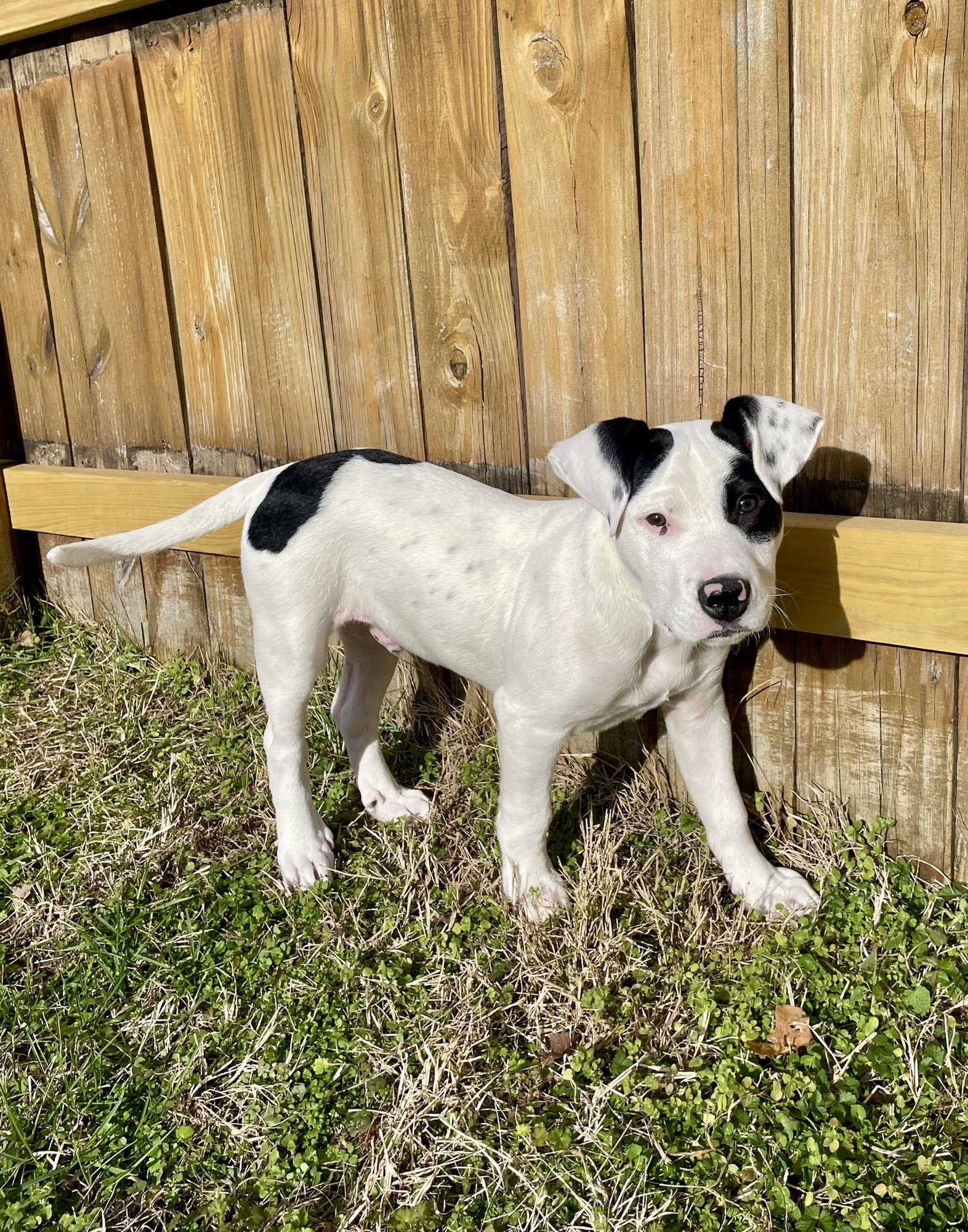 WALLY - Labrador Retriever / Pit Bull Terrier available for adoption