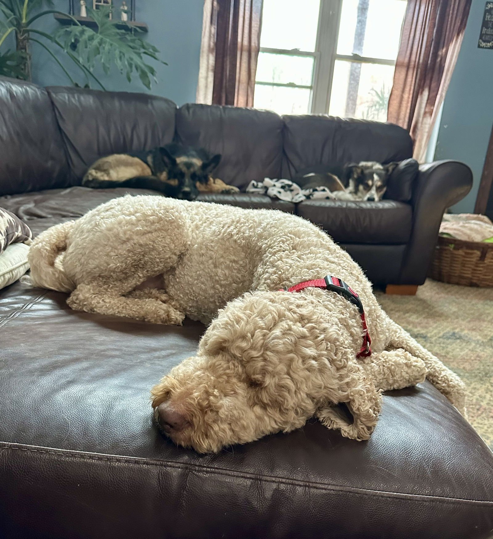 DAISY LEE - Poodle (Standard) available for adoption