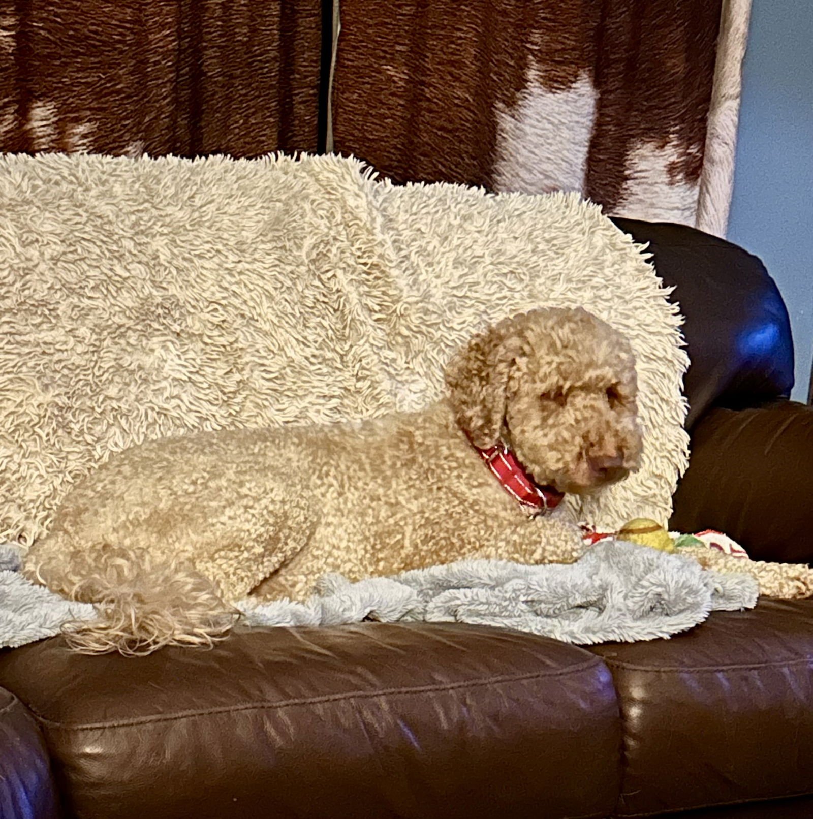 DAISY LEE - Poodle (Standard) available for adoption