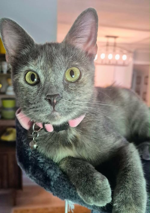 PIPER - Domestic Short Hair / Tortoiseshell available for adoption