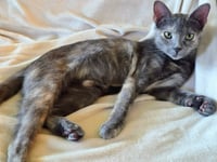 Piper - Photo 2