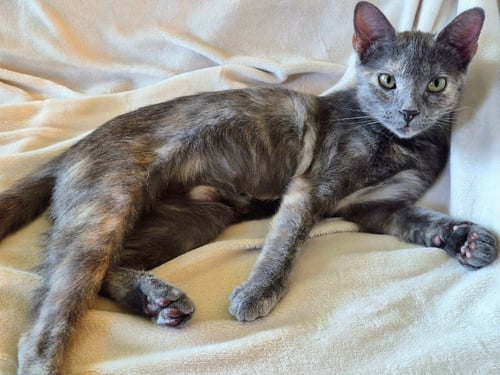 PIPER - Domestic Short Hair / Tortoiseshell available for adoption