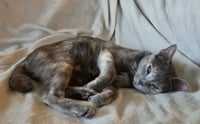 Piper - Photo 3