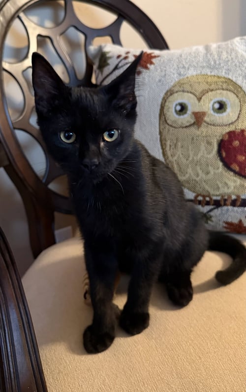 HORIZON - Domestic Short Hair available for adoption