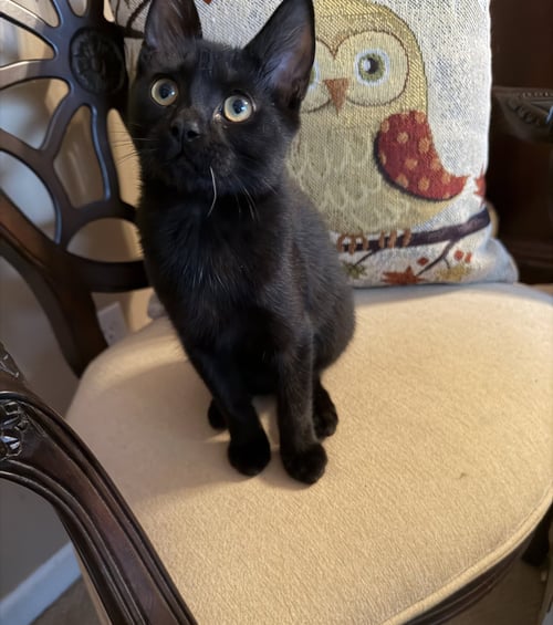HORIZON - Domestic Short Hair available for adoption