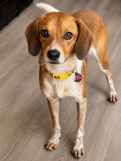 BRANDON - Chihuahua available for adoption