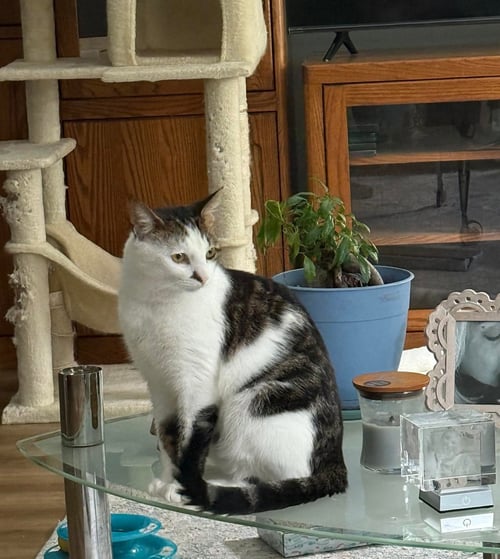 LEAH - Domestic Short Hair available for adoption