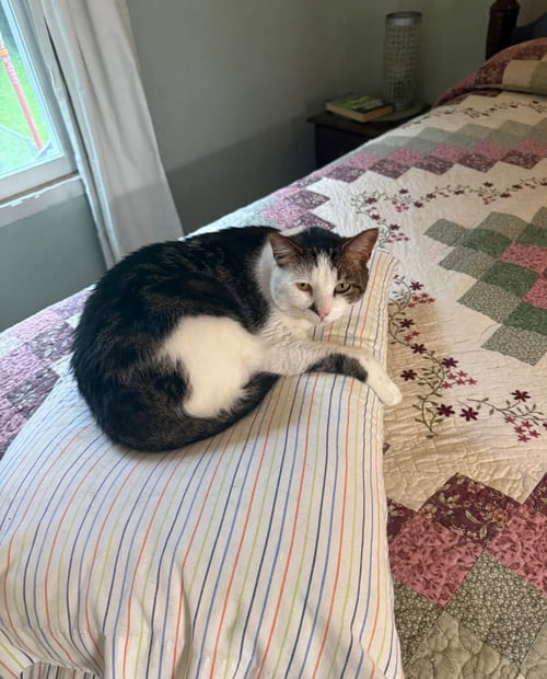 LEAH - Domestic Short Hair available for adoption