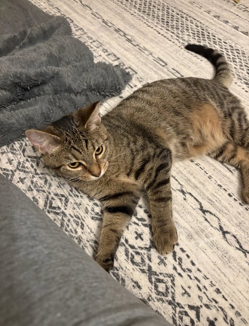 WENDY - Domestic Short Hair available for adoption