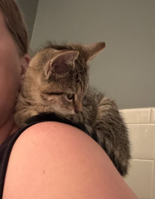 WENDY - Domestic Short Hair available for adoption