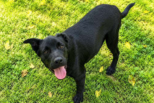 VANCE - Labrador Retriever available for adoption