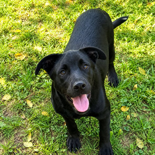 VANCE - Labrador Retriever for adoption in Nashville