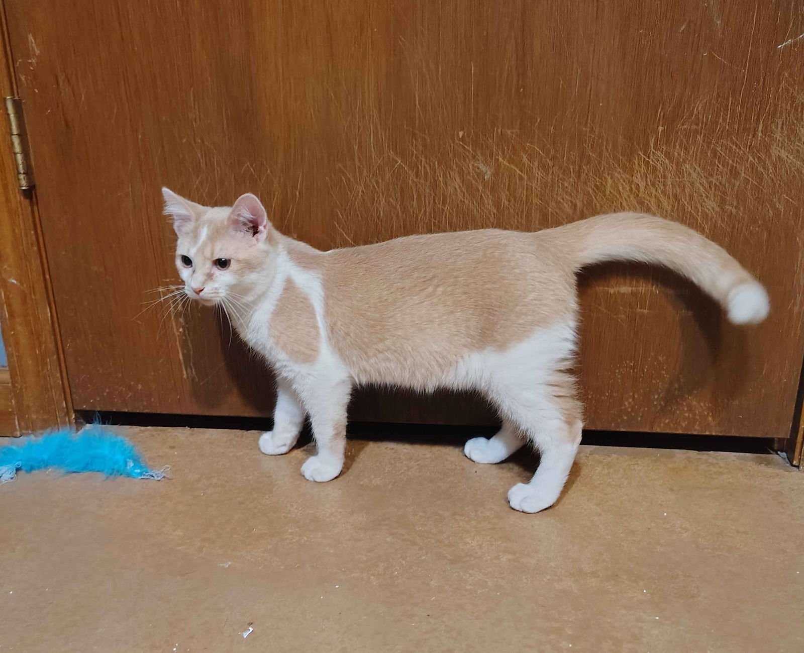 WHEATLEY - Domestic Short Hair for adoption in Nashville