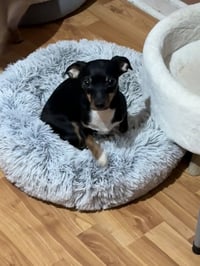 Bonnie - Photo 2