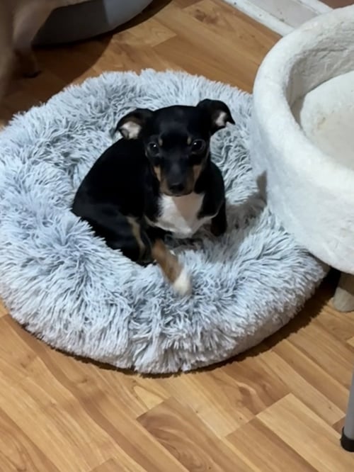 BONNIE - Chihuahua available for adoption