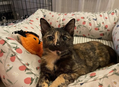 CREAM - Domestic Short Hair available for adoption