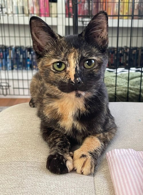CREAM - Domestic Short Hair available for adoption