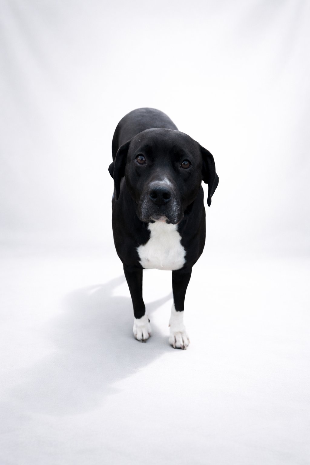 SALLY MAE - Labrador Retriever available for adoption