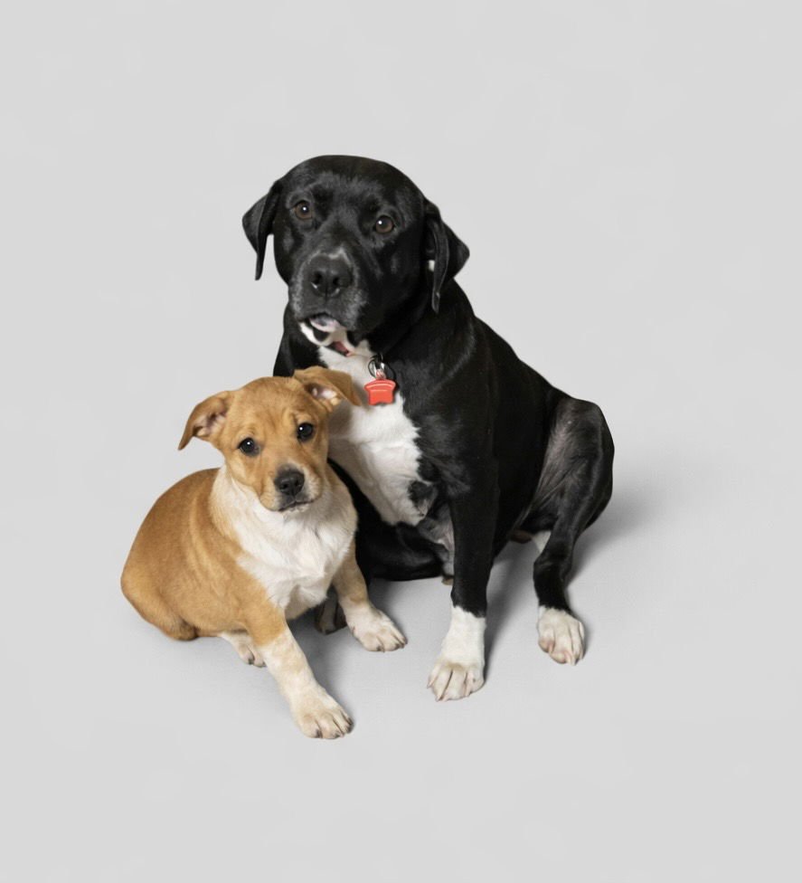 SALLY MAE - Labrador Retriever available for adoption