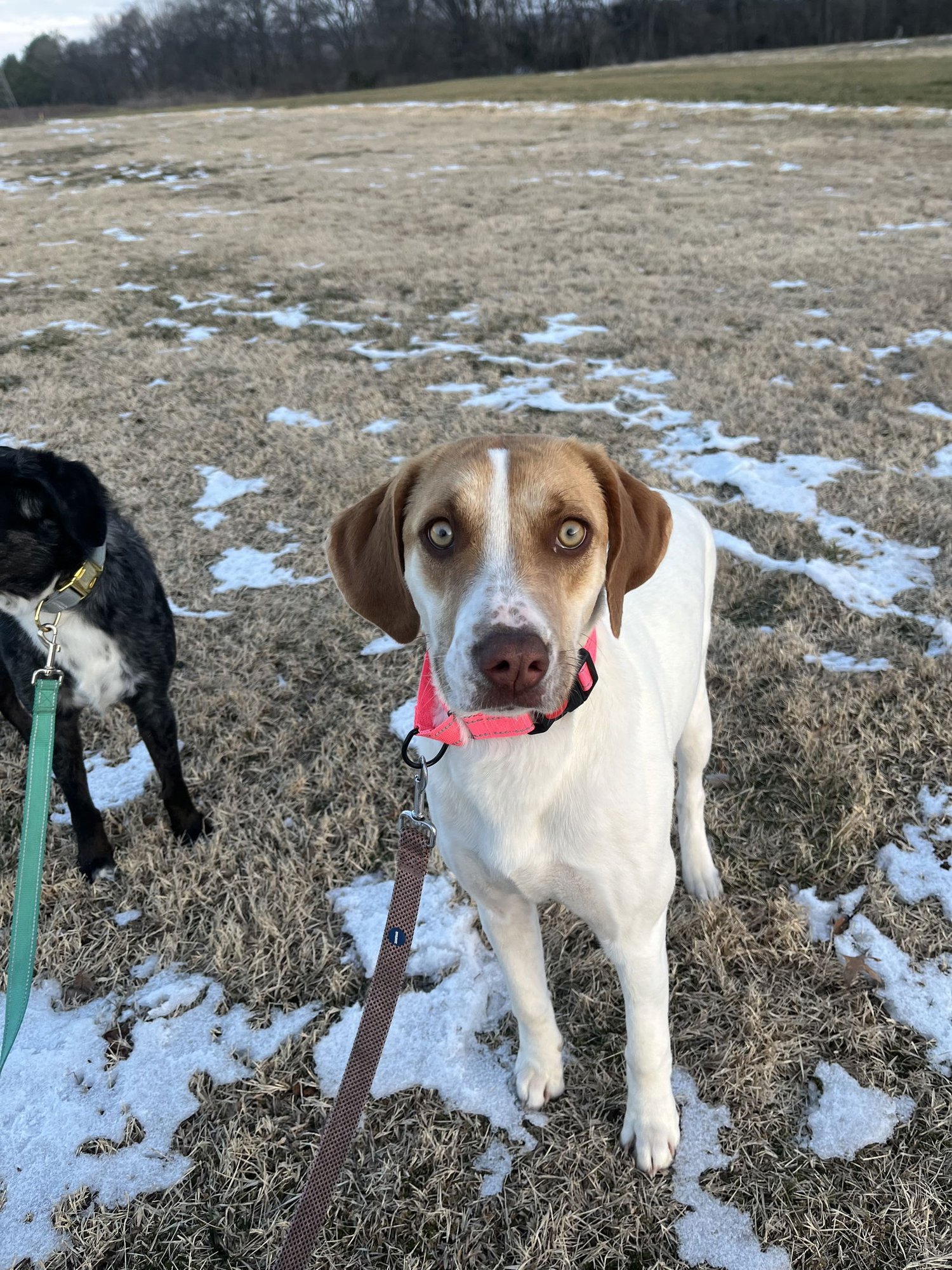 WREN - Labrador Retriever / Hound available for adoption