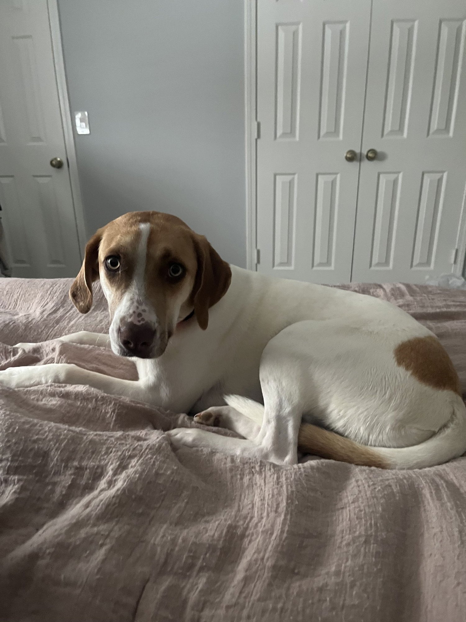 WREN - Labrador Retriever / Hound available for adoption