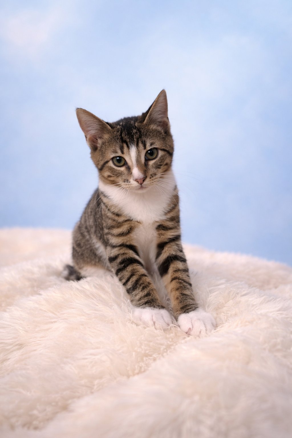 MITTENS - Domestic Short Hair available for adoption