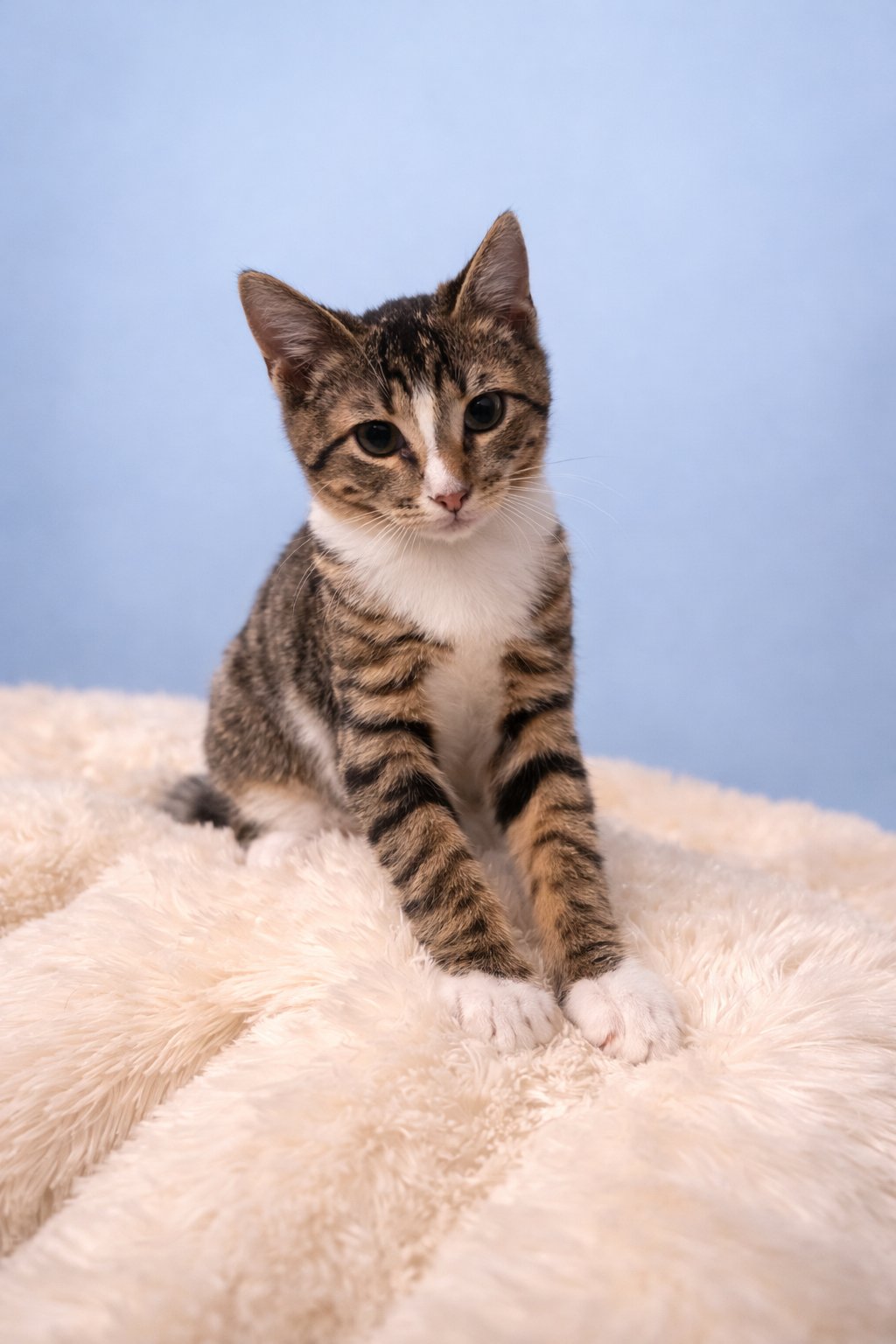 MITTENS - Domestic Short Hair available for adoption