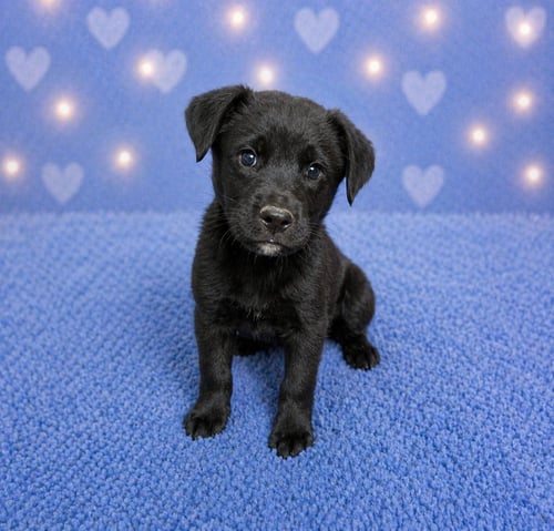 MARLEY (M) - Labrador Retriever available for adoption