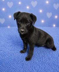 Marley (M) - Photo 2