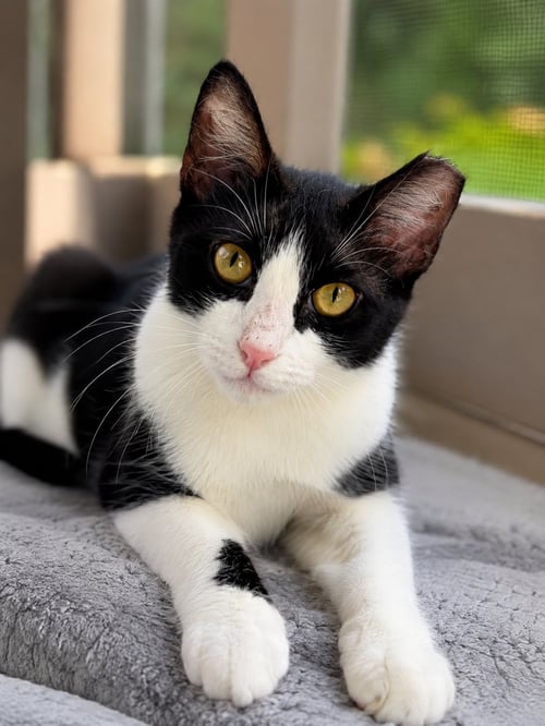 PARKER - Domestic Short Hair available for adoption