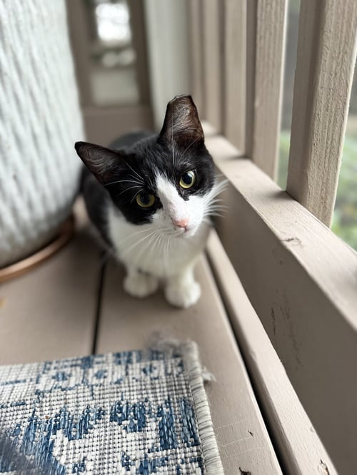PARKER - Domestic Short Hair available for adoption