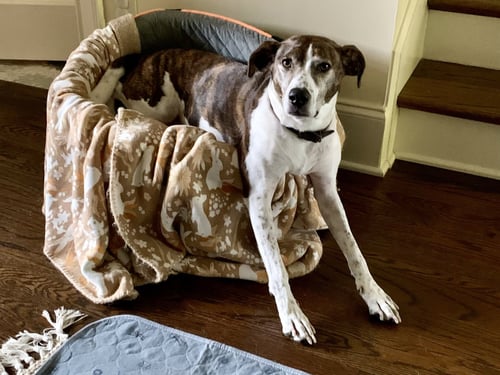 OLLIE - Cattle Dog available for adoption