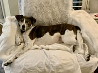 Ollie - Photo 7