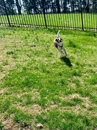 Ollie - Photo 10