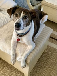 Ollie - Photo 4