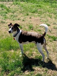 Ollie - Photo 1