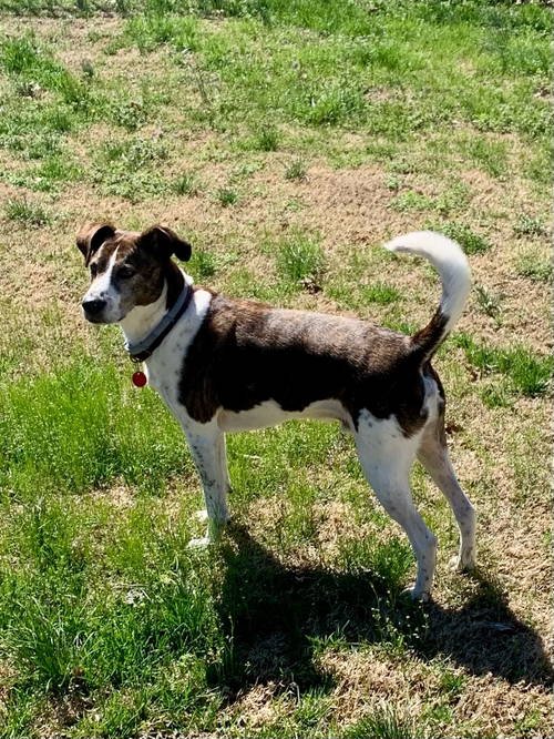 OLLIE - Cattle Dog for adoption in Nashville
