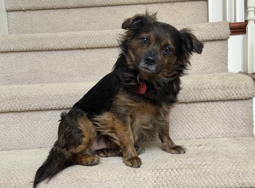 TYLER - Chihuahua available for adoption